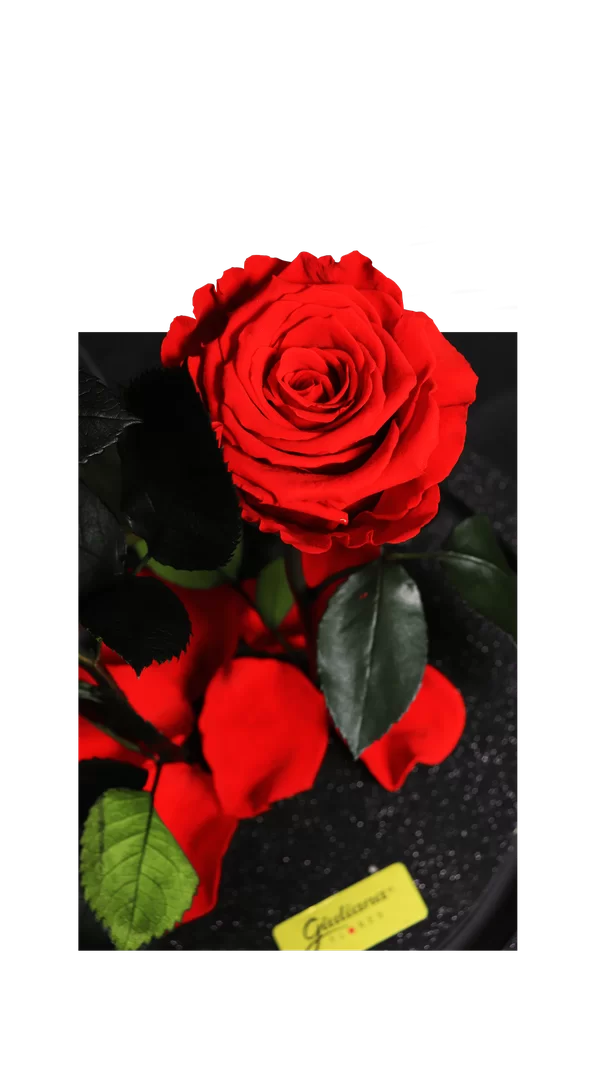 Rosa Encantada