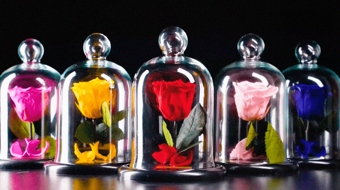 Cores de rosas encantadas